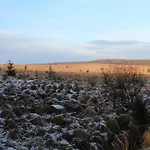 Cozy Forest Escape Dağ evi *