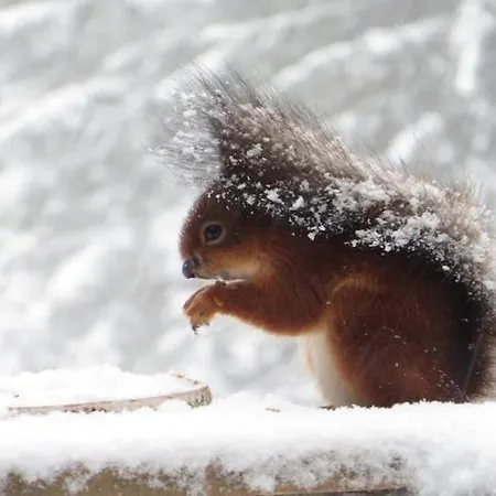 샬레 Cozy Forest Escape *